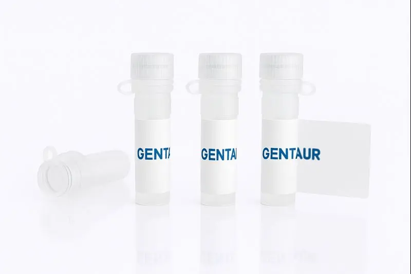 BCMA/TNFRSF17, Human (Biotinylated, HEK293, His-Avi)